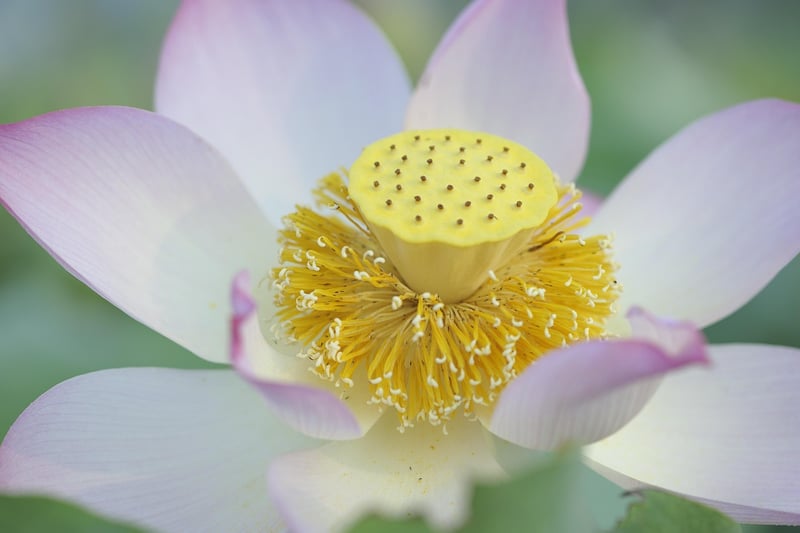 Petals in Stone